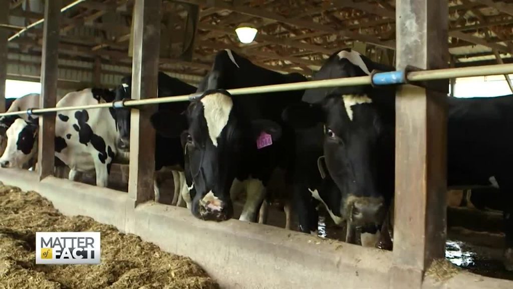 Is Trump’s Trade War Crippling Family Dairy Farms?