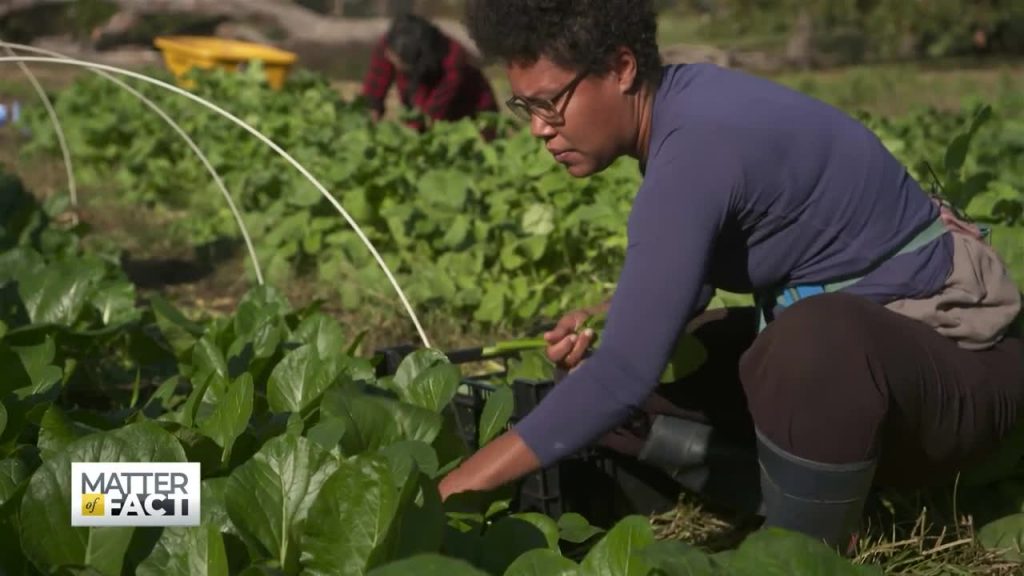 Seeds of Change: How urban farming is helping erase food deserts