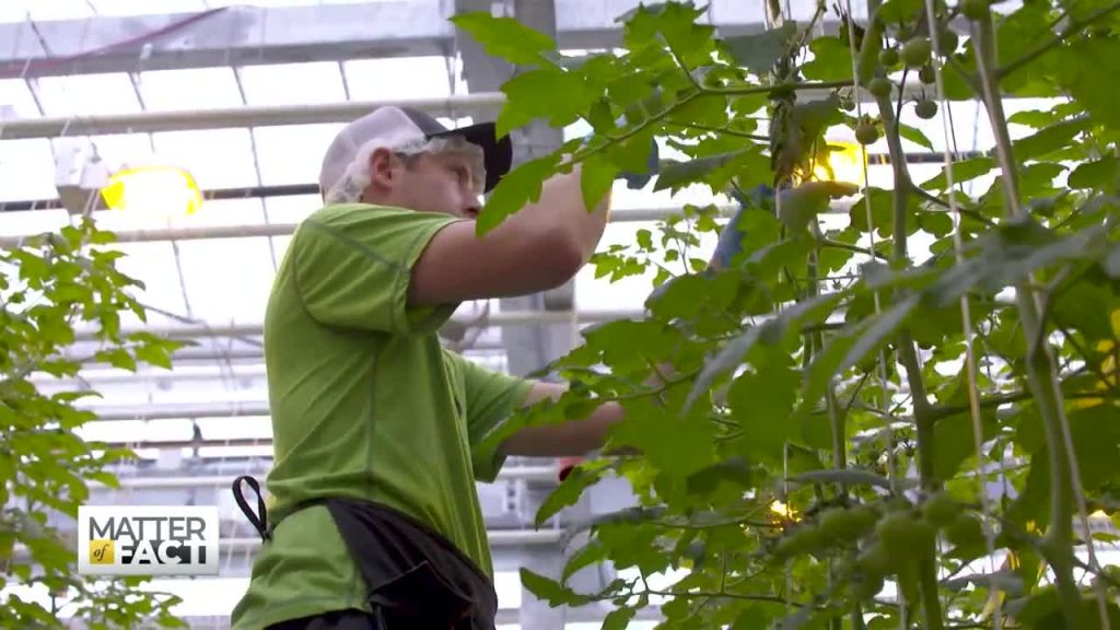 Vertical Harvest: How A Farm Provides Upward Mobility for People with Disabilities