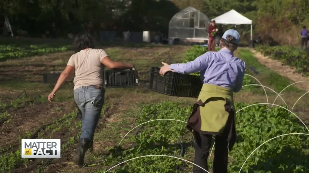 How Urban Farms Are Changing the Landscape of Food Deserts