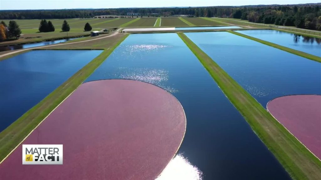 The Cranberry Farmer Taking Charge in a Male Dominated Industry