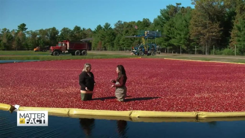 Paying Homage to the Humble Cranberry