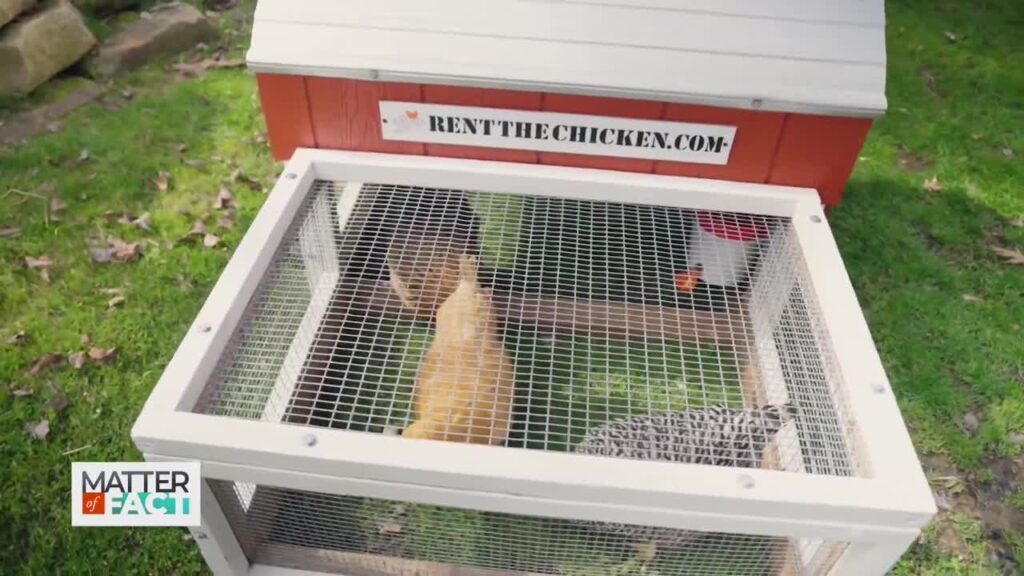 Rent The Chicken Brings Fresh Eggs to Backyards